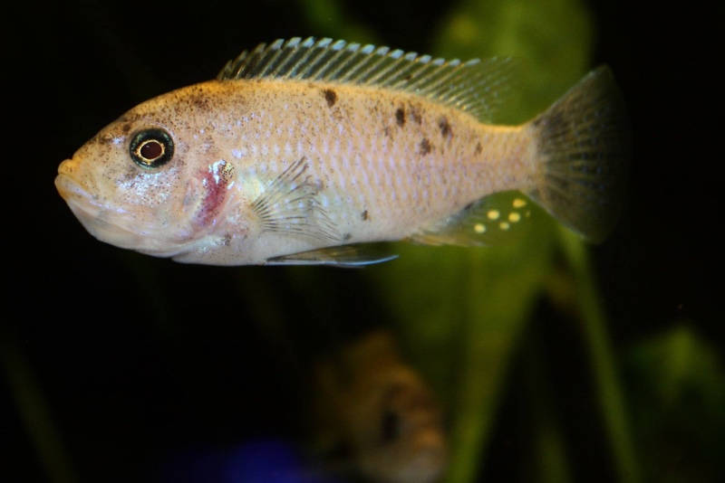 Maylandia pyrsonotos 'Mkondiwa Reef'